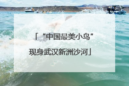 “中国最美小鸟”现身武汉新洲沙河