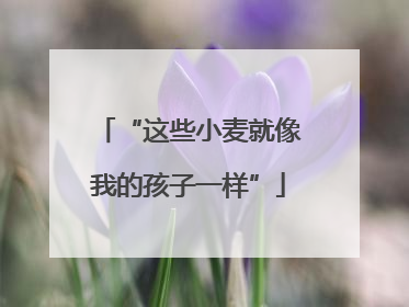 “这些小麦就像我的孩子一样”