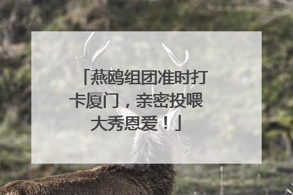 燕鸥组团准时打卡厦门，亲密投喂大秀恩爱！