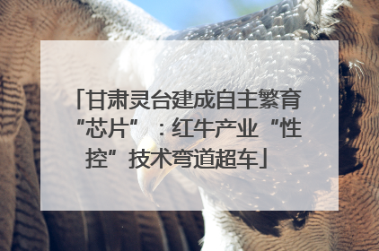 甘肃灵台建成自主繁育“芯片”：红牛产业“性控”技术弯道超车