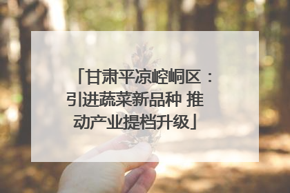 甘肃平凉崆峒区：引进蔬菜新品种 推动产业提档升级
