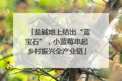 盐碱地上结出“蓝宝石”，小蓝莓串起乡村振兴全产业链