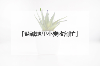 盐碱地里小麦收割忙