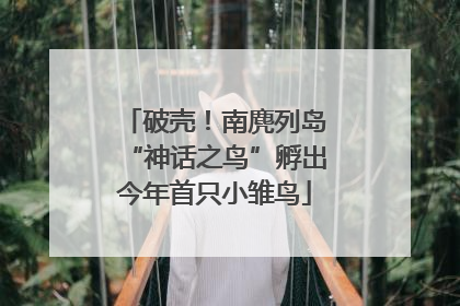破壳！南麂列岛“神话之鸟”孵出今年首只小雏鸟