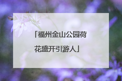 福州金山公园荷花盛开引游人