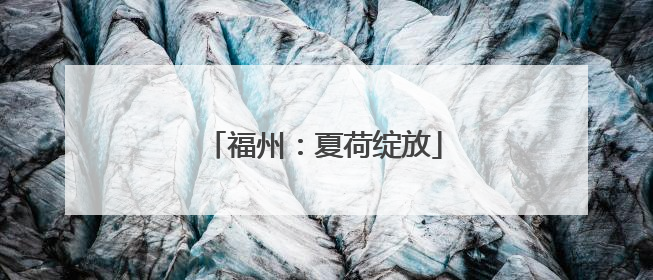 福州：夏荷绽放