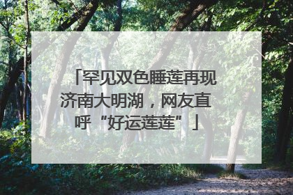 罕见双色睡莲再现济南大明湖，网友直呼“好运莲莲”