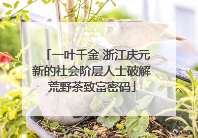 一叶千金 浙江庆元新的社会阶层人士破解荒野茶致富密码
