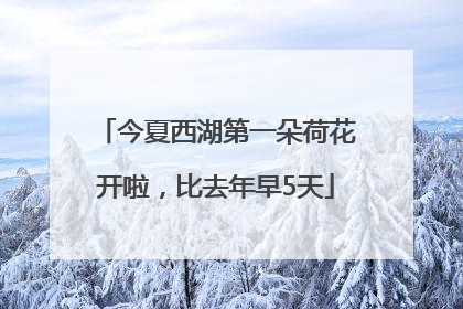 今夏西湖第一朵荷花开啦，比去年早5天
