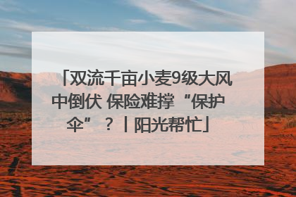 双流千亩小麦9级大风中倒伏 保险难撑“保护伞”？丨阳光帮忙