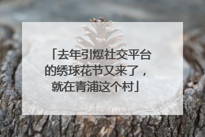 去年引爆社交平台的绣球花节又来了，就在青浦这个村