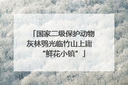 国家二级保护动物灰林鸮光临竹山上庸“鲜花小镇”