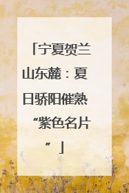 宁夏贺兰山东麓：夏日骄阳催熟“紫色名片”