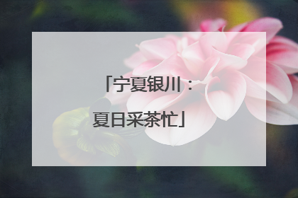宁夏银川：夏日采茶忙