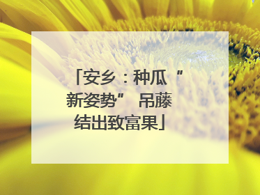 安乡：种瓜“新姿势” 吊藤结出致富果