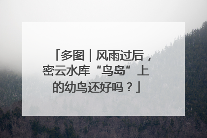 多图｜风雨过后，密云水库“鸟岛”上的幼鸟还好吗？