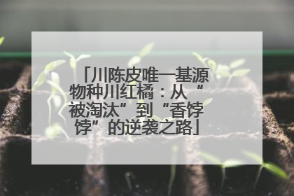 川陈皮唯一基源物种川红橘：从“被淘汰”到“香饽饽”的逆袭之路