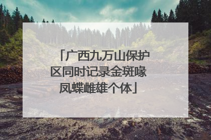 广西九万山保护区同时记录金斑喙凤蝶雌雄个体