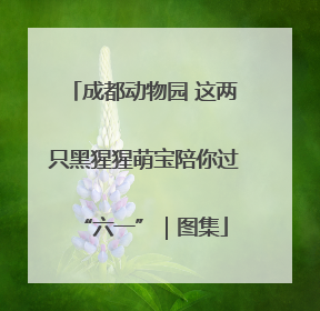 成都动物园 这两只黑猩猩萌宝陪你过“六一”｜图集