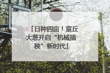 日种四亩！章丘大葱开启“机械插秧”新时代