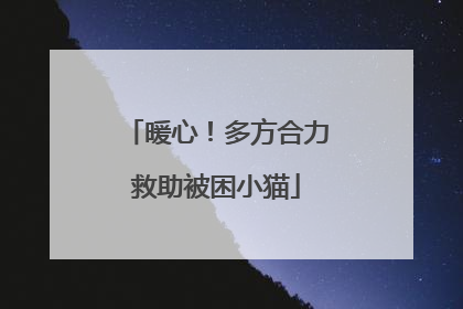 暖心！多方合力救助被困小猫