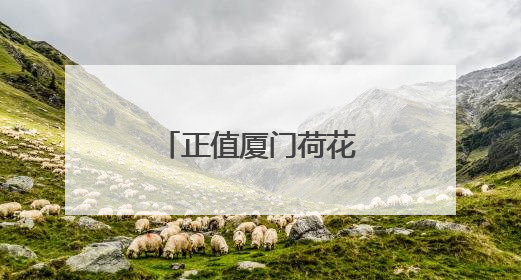 正值厦门荷花观赏期，赏荷攻略快收藏！
