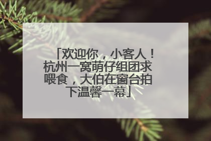 欢迎你，小客人！杭州一窝萌仔组团求喂食，大伯在窗台拍下温馨一幕