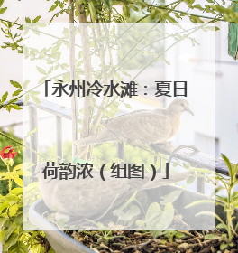 永州冷水滩：夏日荷韵浓（组图）