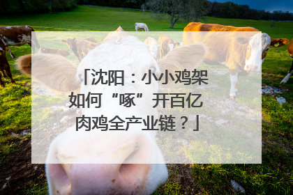 沈阳：小小鸡架如何“啄”开百亿肉鸡全产业链？