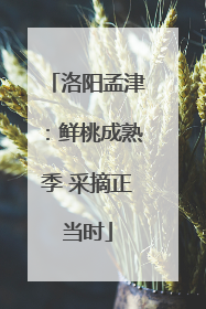 洛阳孟津：鲜桃成熟季 采摘正当时