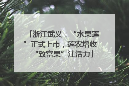 浙江武义：“水果莲”正式上市，莲农增收“致富果”注活力