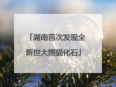 湖南首次发现全新世大熊猫化石