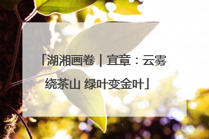 湖湘画卷｜宜章：云雾绕茶山 绿叶变金叶
