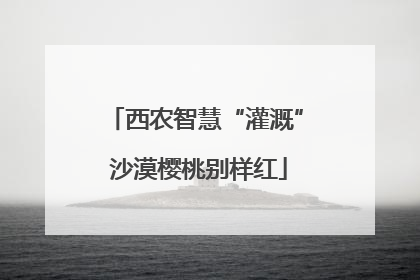 西农智慧“灌溉” 沙漠樱桃别样红