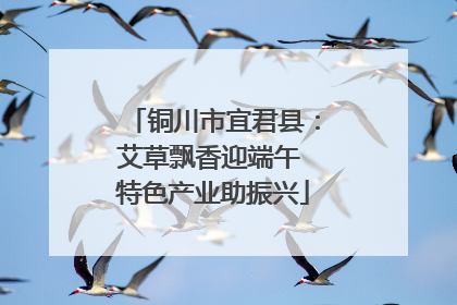 铜川市宜君县：艾草飘香迎端午 特色产业助振兴