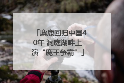 麋鹿回归中国40年 洞庭湖畔上演“鹿王争霸”