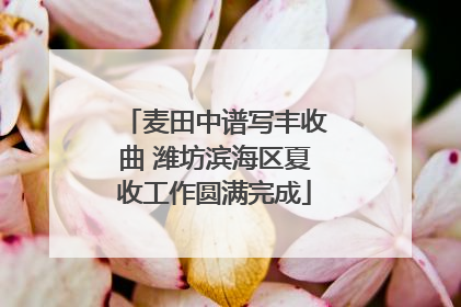 麦田中谱写丰收曲 潍坊滨海区夏收工作圆满完成
