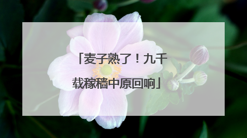 麦子熟了！九千载稼穑中原回响